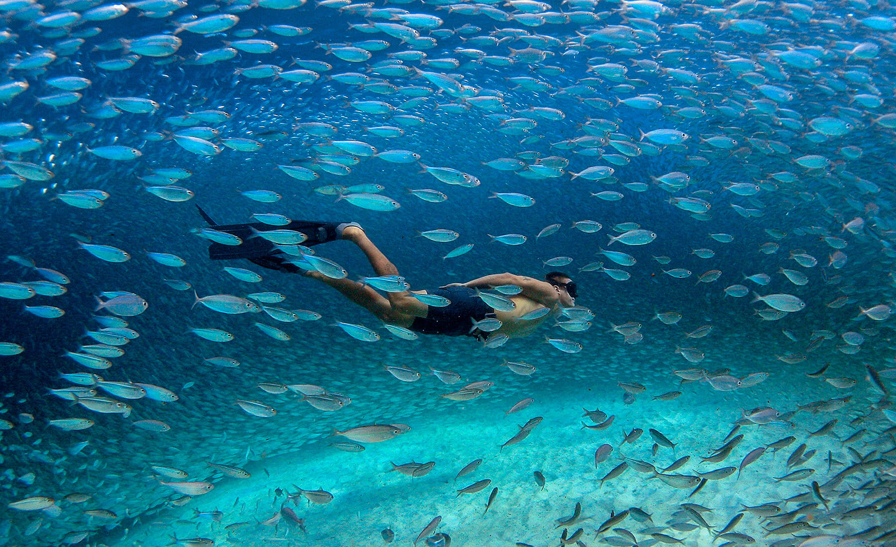 Freediving in a school of fish