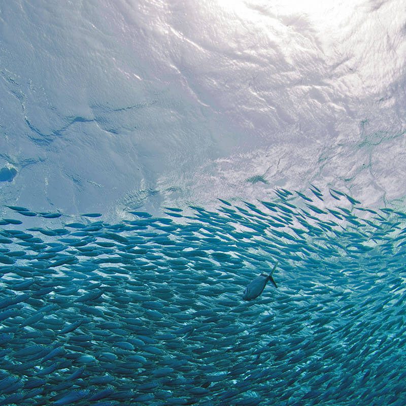 Underwater shot of snorkeling with a school of fish