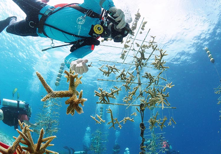 Cutting staghorn coral at Buddy’s Reef nursery